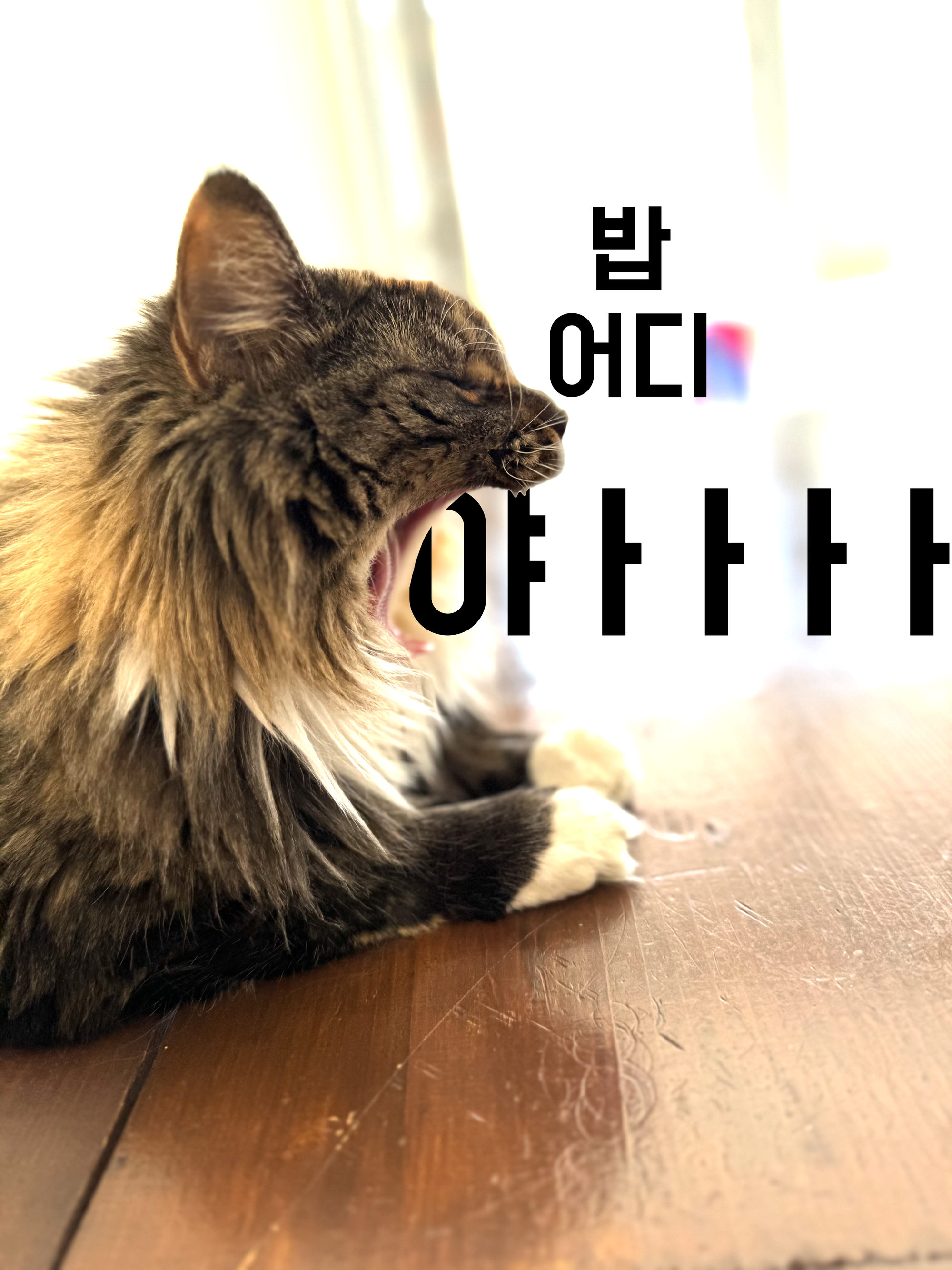 밥어디야